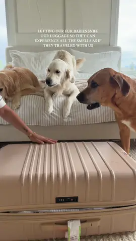 A post by @kaelimaee on TikTok caption: NEVER LEAVING THEM AGAIN😭😭😭 saw @Yolanda Diaz do this & thought it was the sweetest thing🥹🤍🐾 #furbabies #dogmom #catmom #animalsoftiktok #dogsoftiktok #family #cute #viral 