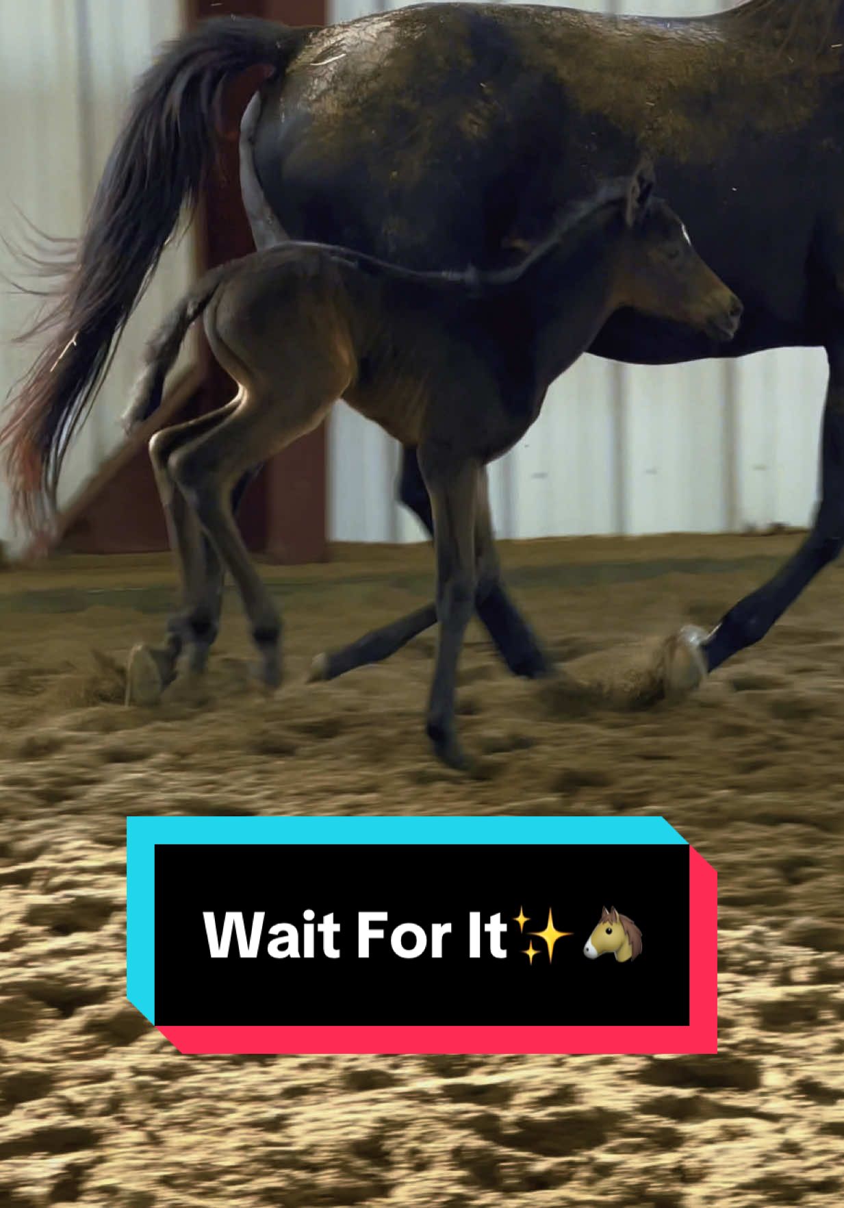 A post by @katievanslyke on TikTok caption: Those that want the most out of their breeding program have to be willing to ✨wait for it✨🤩🐴🖤 #appendix #aqhafilly #horsebreeder #horsebreeding 