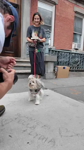 A post by @thedogist on TikTok caption: Audrey is going to live forever #thisdogwillchangeyourlife #dogs #nyc 