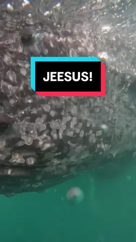 A post by @scubadan_ on TikTok caption: I mean what could possible be in the ocean at 2 in the afternoon 🤷‍♂️ 