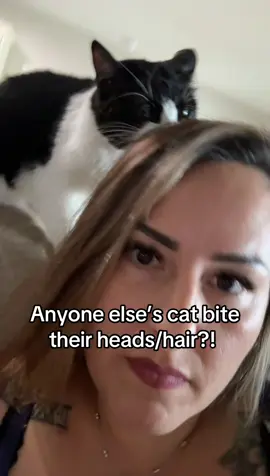 A post by @alexzandriajayde on TikTok caption: Such a menace #CatsOfTikTok #cats #cat 