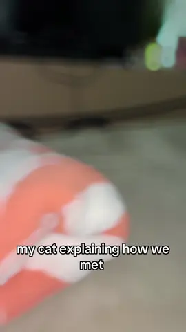 A post by @jazzytazzyyy on TikTok caption: yo this edit is so funny😂😂 #cat 