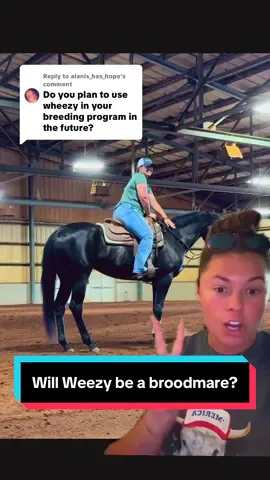 A post by @katievanslyke on TikTok caption: Replying to @alanis_has_hope Will Weezy be a Broodmare?🐴🖤 #appendix #aqhafilly #hunterundersaddle #appendixhorse 