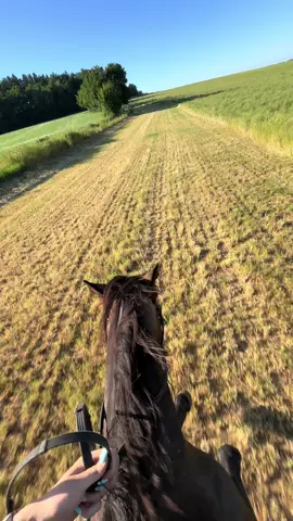 A post by @vannyleinchen on TikTok caption: genau das ☝🏻🐴
