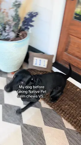 A post by @tuesdayswmorrie on TikTok caption: These seriously work wonders for us!! 👏 Could be super helpful especially for the 4th of July!! #dogs #dog #fyp #foryou 