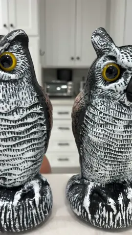 A post by @himynamesteeee on TikTok caption: 🦉 #himynamestee 