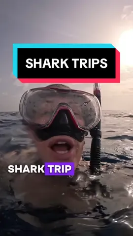A post by @scubadan_ on TikTok caption: Scuba dan shark trips. Get involved everyday until July 23  Selected dates available  Dm me 