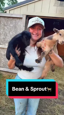A post by @katievanslyke on TikTok caption: Bean & Sprout, together forever🌱🫘🐐 @Abigail Webb #nigeriandwarfgoats #kiddingseason 