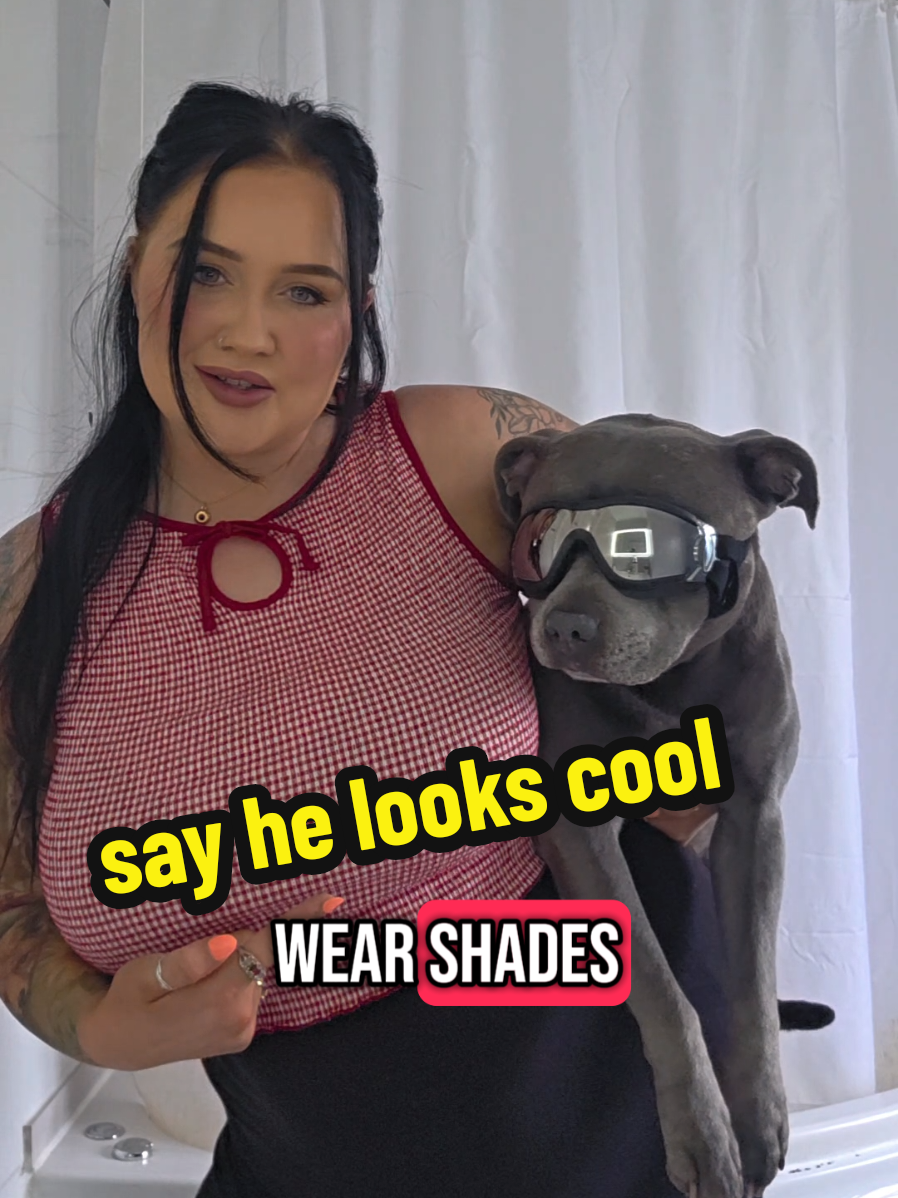 A post by @itslauranewman on TikTok caption: My dog wants to show you his new sunglasses... you BETTER say that he looks cool 🤨  #fyp #comedy #funny #dogsoftiktok #funnydogs #staffy #mumsoftiktok 