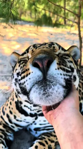 A post by @safarisammie on TikTok caption: BOOPS! 