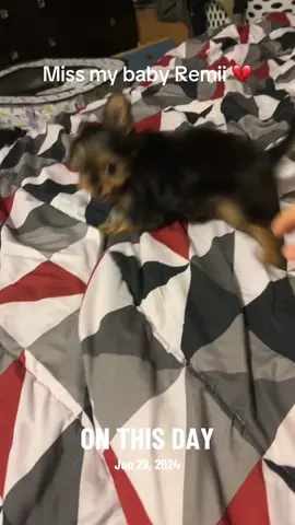A post by @ruthlessitalian46 on TikTok caption: #onthisday #yorkie #puppy #missyou 