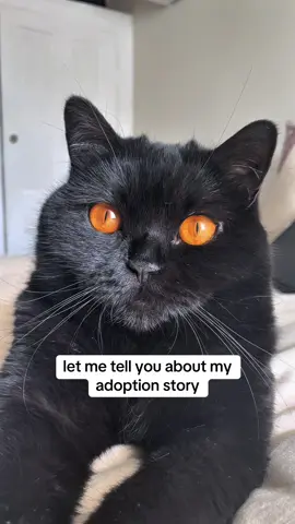 A post by @clementinemeows on TikTok caption: warning jump scare at end 🫣  the breakfast was great tbf  #cats #adoption 