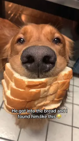 A post by @barstoolsports on TikTok caption: The whole loaf 😂 @I Can’t Even (via:@Athring❄️) 
