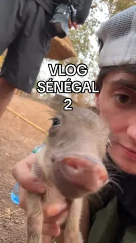 A post by @kami4v on TikTok caption: jv acheter un phacochère jpense