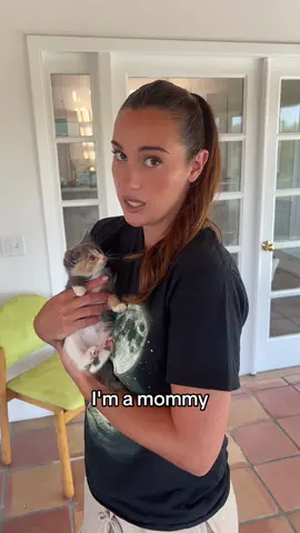 A post by @hannah_berner on TikTok caption: Fostering 3 kittens from Southampton Animal Shelter and Butter is very confused. The shelter is overflowing with kittens so this is your sign to adopt!!!!