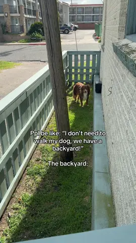 A post by @taylorcezanne on TikTok caption: Then they wonder why there’s holes & the dog jumps over the fence!! It’s not enough 😅 ESPECIALLY for high energy breeds, or puppies #dogs  