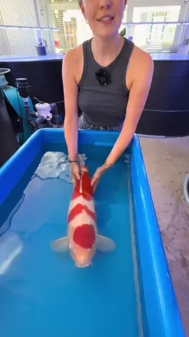 A post by @modernkoi on TikTok caption: Der One More Koi diese Woche ist jetzt online 🤩 Bietet online unter www.konishi-koi.com mit  #konishi #Koi#karashi #carp #konishikoi #teich #pond #japan  #japanesekoi#modernkoi #nishikigoi  #fyp #fypage #foryoupage #karpfen #showa #sansai #tosai #nisai #explorepage