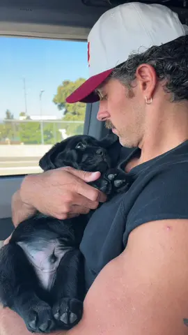 A post by @stevenkellly on TikTok caption: meet our new best friend. welcome to the gang!! #newpuppy 