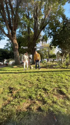 A post by @diegos.navarrog on TikTok caption: 2-0 #fyp #frenchbulldog #diegonavarro 