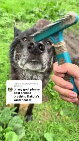 A post by @arcticfoxdaily on TikTok caption: Replying to @aliveladyhuman My heart about BURST when I caught this interaction between Doji and Dakota on camera!  #wildlife #rescue #wolfdog #wolf #pack #animals #cute #fyp 