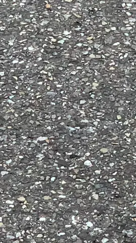 A post by @lonewolf_1616 on TikTok