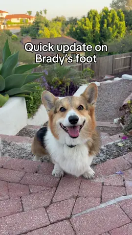 A post by @bradygraffiti_corgis on TikTok caption: I moved Brady’s annual blood work and x-ray up after his foot scare the other day. He’s been fine since...almost certain he stepped on a bee, but I wanted to be sure nothing was stuck. Unfortunately, there was a mix-up with his wellness plan so we couldn’t do the x-rays, which was frustrating since I’d already given him the sedative. I hate giving him things unnecessarily...especially now that he’s turning 11 soon.  But the vet checked him over and confirmed his foot looks good, with no allergic reaction or anything stuck, and that’s what matters most! ❤️