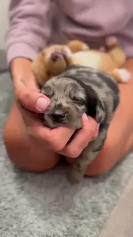 A post by @ragstorichesanimalrescu on TikTok caption: When your labweenies are 3 weeks old:,) #puppy #puppylove #puppylover #puppies #puppiesofinstagram #pup #dog #dogsofinstagram #doglifestyle #cute #wisp #wispy #adorable #follow #followus #insta #instagram #staystinky 