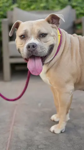 A post by @doggodaiily on TikTok caption: Zoe ❤️🥰 , #caniditorino 