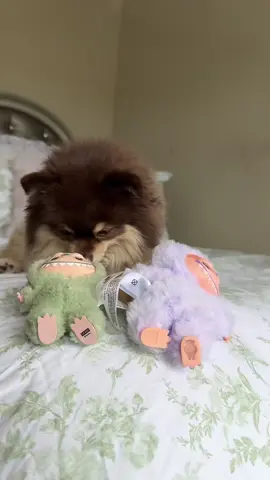A post by @scout2015 on TikTok caption: Is this a Lafufu or Labubu??😭Part 3?!💔 #labubu #toy #suprise #puppy 