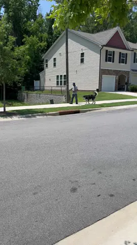 A post by @majorkeylife on TikTok caption: The dog walking uncle rich 😂