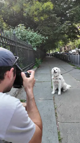 A post by @thedogist on TikTok caption: Always Rigby, never Eleanor #thisdogwillchangeyourlife #dogs #nyc 