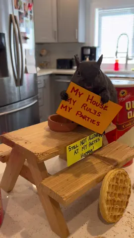 A post by @peanut_the_squirrel12 on TikTok caption: Your parties were always amazing #FYP #video #insta #fypp #foryourpage #foryoupage #VIRAL #animal #foryou #squirrel #pets
