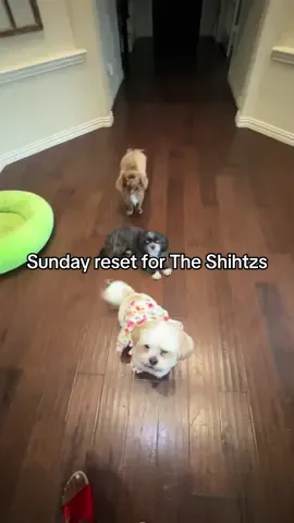 A post by @ucancallmevee on TikTok caption: And YES I made Marley mop the floor cause if you don’t work you don’t eat.  Shes old enough to help. 😭🙂‍↕️🙂‍↕️🤣🤣🤣😭😭😭😭🤦🏾‍♀️🤦🏾‍♀️🤦🏾‍♀️🤦🏾‍♀️😜😜😂😂 @Swiffer  @Clorox My dog earned her jeep today 🫶🏾 #dogs #doglover #dogcommunity #baddog #thelittleshihtzs #puppy #newpuppy #newpuppycheck #furbaby #furmomma #furmom #spoileddog #blackpeoplepets #blackdogmom #dogmomsoftiktok #dogsoftiktok #furry #fyp #dog #shihtzu #thelittleshihtzs #funnydog #furbaby #furmom #puppytiktok #mychild #cutepuppy #spoileddog #shihtzusoftiktok #dogsoftiktok #dogmom #dogcommunity #dallasinfluencer #doginfluencer #blackpeoplepets🐾 #blackdogmom #puppytiktok  #furmom #furbaby #funnydog #thelittleshihtzs #shihtzu #dog #fyp #sundayreset #cleantok 