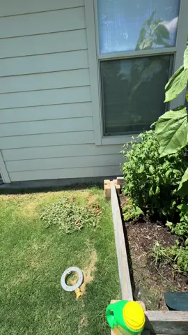 A post by @ucancallmevee on TikTok caption: Garden update and today harvest! #garden #greenthumb #plantsoftiktok #sunflower #giantsunflower #sunflowers #cabbage #rosemary #zucchini #gardentok #