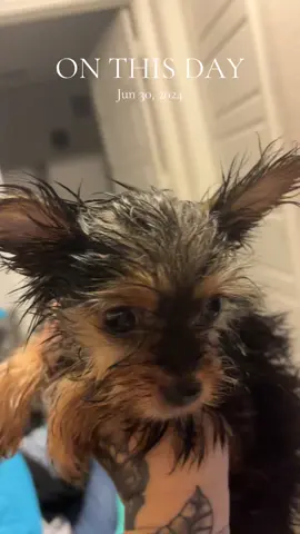 A post by @ruthlessitalian46 on TikTok caption: #onthisday #bath #yorkie #missyou 