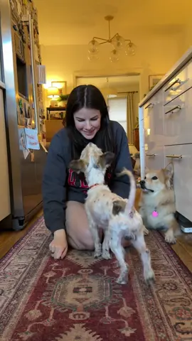 A post by @simonsits on TikTok caption: EVERYONE TELL CHEESECAKE HE DID A GOOD JOB! @Muddy Paws Rescue @Animal Care Centers of NYC 