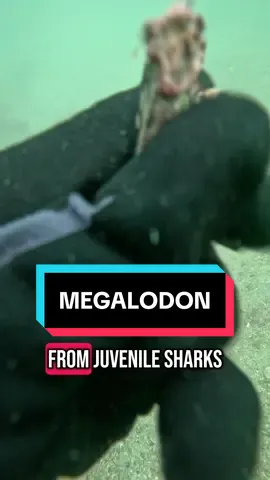 A post by @scubadan_ on TikTok caption: Little bit of common sense goes a long way 😂  If you didn’t know, sharks are not born full size. The same way you are not born full size 😂 which means shark teeth will come in all different sizes 🦷  It’s like when I see comments like “that’s not a great white it’s too small” yes well the great white is probably 1 years old darling and yet to grow to full size  Scoobs over and out 😂 