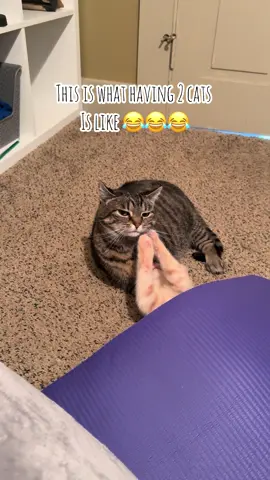 A post by @laciemevans_ on TikTok caption: These two are always cracking me up 😂😂😂