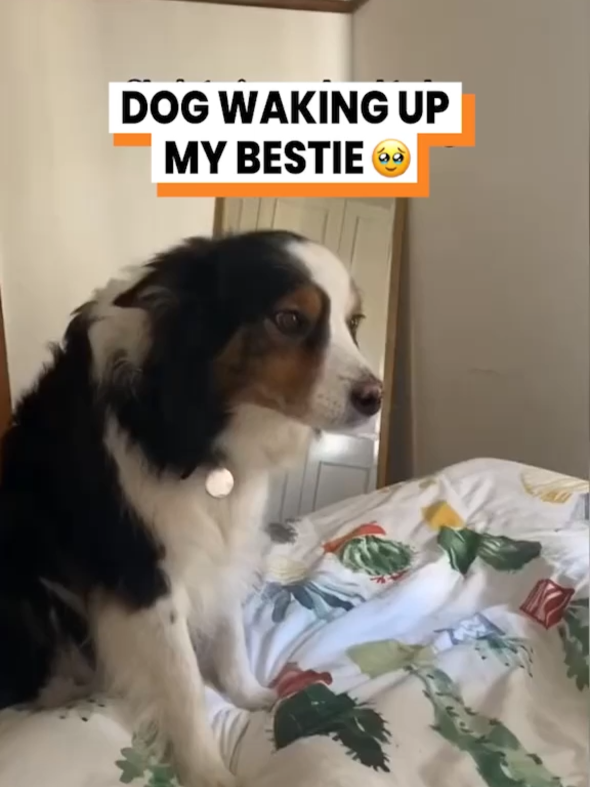 A post by @gofetch on TikTok caption: My polite dog loves to wake up my best friend 🥰  Original content provided by @marniecatherine via ARK Media (@arkbykomi) #animalvoiceover #talkingdog #politedog #Bestfriend #bestie