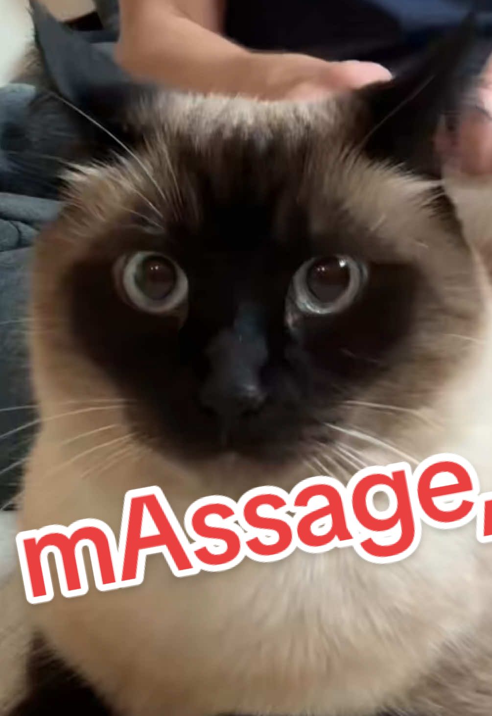 A post by @mervthecat on TikTok caption: SEND 2 SOME1 U DO THiS to FOR , SaY NOHiNg, ok #bagagwa #heatwave #heat #summervibes #catsoftiktok 
