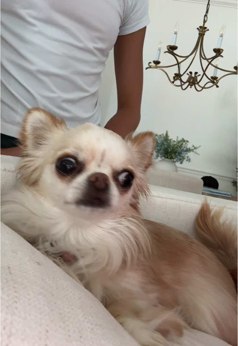 A post by @smalltownbeautybytess on TikTok caption: Poor Charlotte😭😆#trending #pet #pets #petsoftiktok #dog #dogsoftiktok #funny #fyp 