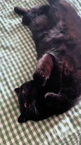 A post by @clementinemeows on TikTok caption: dame un grr 🦁  #voidcat 