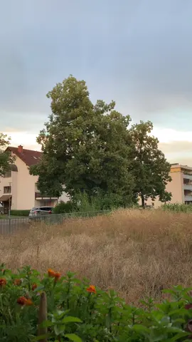 A post by @lonewolf_1616 on TikTok