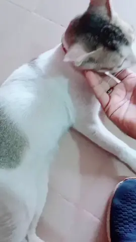 A post by @mahmudhasan173 on TikTok caption: হা হা হা দুষ্টু টূনি টা😄#foryou #unfrezzmyaccount #foryoupage @Efthi Opurbo 