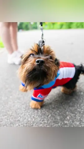 A post by @thedogist on TikTok caption: Loki and Gucci won’t judge you #thisdogwillchangeyourlife #dogs #nyc 
