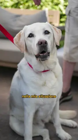 A post by @doggodaiily on TikTok caption: Luce❤️🥰 , #caniditorino #labrador