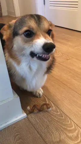 A post by @bradygraffiti_corgis on TikTok caption: Brady on grrr 👹