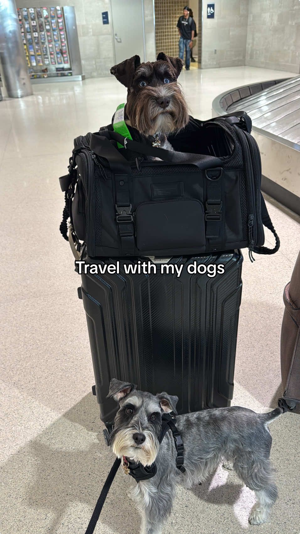 A post by @awilkyy on TikTok caption: The process of traveling with your pet! Let me know if you have any questions! ❤️✨ #foryou #fyp #travelwithdogs #pettravel #vlog #spendthedaywithme 