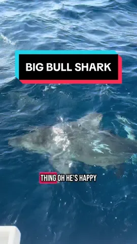 A post by @scubadan_ on TikTok caption: FINAL JULY AVAILABILITY FOR SHARK TRIPS  2nd - 5 spaces left  5th - 2 spaces left  6th - 2 spaces left  17th - 4 spaces left  22nd - 4 spaces left  23rd - 1 space left Location: Jupiter Florida  Swim with Scuba Dan and sharks! 
