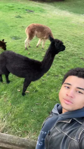 A post by @24kgoldn on TikTok